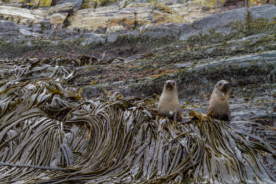 Antarctic fur seal pups play on a rocky point surrounded by seaweed on a snowy South Georgia Island