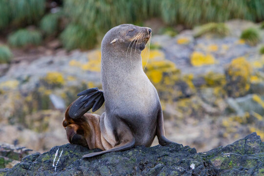 Adult female Antarctic fur seal scratching on a rock in South Georgia during daylight hours
