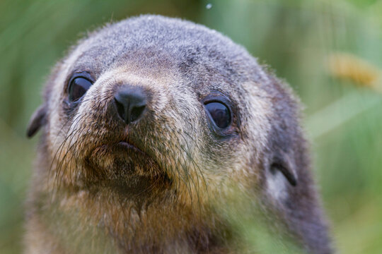 Antarctic fur seal pup resting among tussac grass in snow on South Georgia Island during winter season