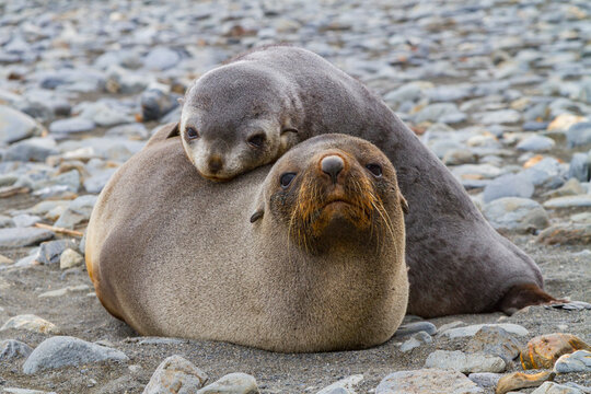 Antarctic fur seal mother and pup resting together on South Georgia Island in the Southern Ocean during daylight hours