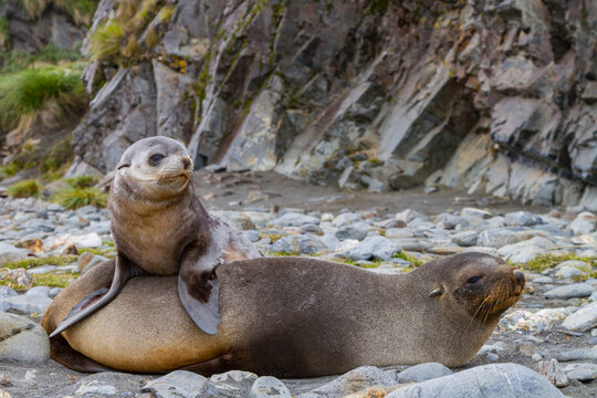 Antarctic fur seal mother and pup bond on South Georgia Island near rocky shore
