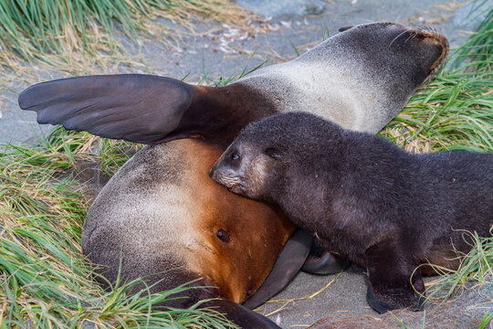 Antarctic fur seal mother nurses her pup on South Georgia Island in the Southern Ocean during the breeding season
