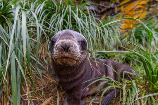 Antarctic fur seal pup rests among tussac grass in snow on South Georgia Island in Southern Ocean during a cold day