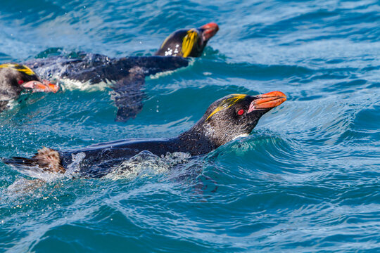 Adult macaroni penguins swim in water near breeding colony in Hercules Bay during breeding season on South Georgia Island