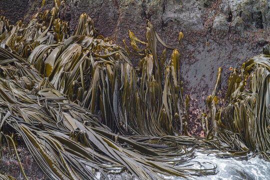 Patterns of giant kelp strands on Willis Island during low tide in South Georgia Island