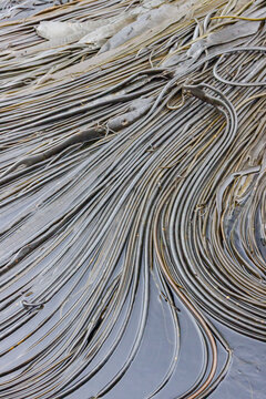 Patterns form in giant kelp strands at low tide on Willis Island in South Georgia and the South Sandwich Islands