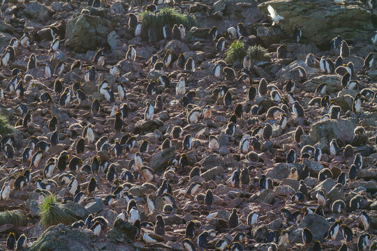 Macaroni penguins gather in their breeding colony at Elsehul Bay on South Georgia Island during the nesting season