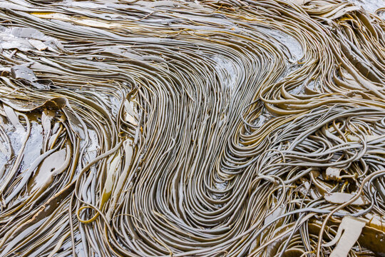 Patterns of giant kelp strands and stipes on Willis Island during low tide in South Georgia
