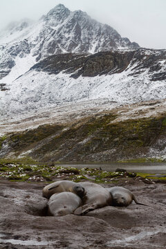 Moulting adult southern elephant seals on the beach with mountains in South Georgia