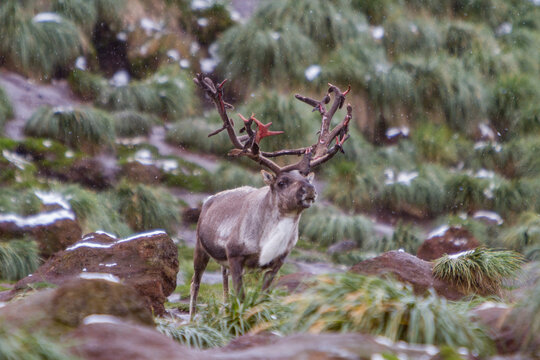 Adult male reindeer stands in snow-capped grassland in South Georgia during winter season before eradication efforts began