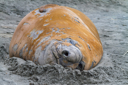 Adult male southern elephant seal moulting on the beach at South Georgia in the Southern Ocean during the moulting season