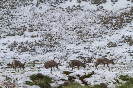 Small group of reindeer roam snowy landscape in Cumberland Bay, South Georgia before planned eradication