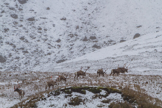Group of reindeer foraging on snow-covered ground in Jason Harbor, South Georgia
