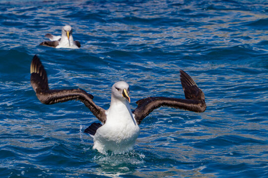 Grey-headed albatross engages in preening behavior while swimming in Fortuna Bay, South Georgia Island during daylight hours