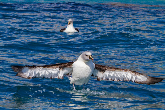 Grey-headed albatross cleans feathers in Fortuna Bay, South Georgia Island during daylight hours