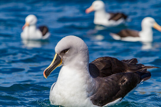 Adult grey-headed albatross resting on the sea in Fortuna Bay of South Georgia Island
