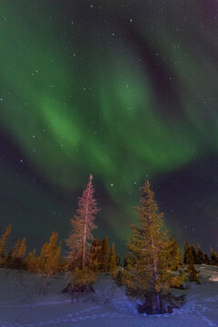 Northern lights display over boreal forest by Great Slave Lake in Northwest Territories Canada during a clear night
