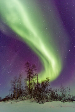 Northern Lights display over trees and sky in Northwest Territories Canada during winter evening