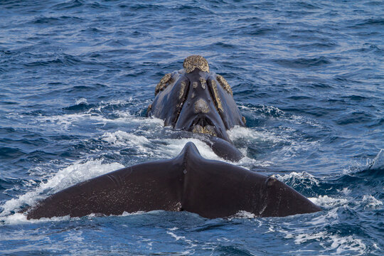 Southern right whale surfaces near Elephant Island in Antarctica showcasing its dorsal fin and flukes in ocean waters