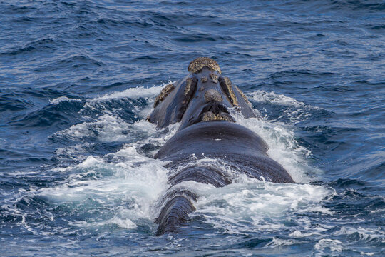Southern right whale surfacing in Antarctic waters near Elephant Island