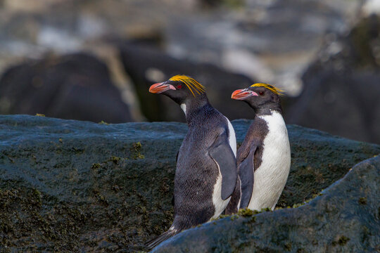 Adult macaroni penguins resting on rocks in Antarctica on Elephant Island during daylight hours