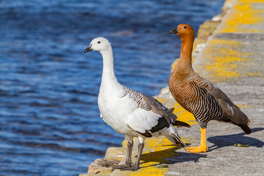 Pair of Magellan geese observe the water in Stanley