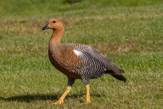 Adult female Magellan goose walks on grass in a natural setting in the Falkland Islands with a unique appearance