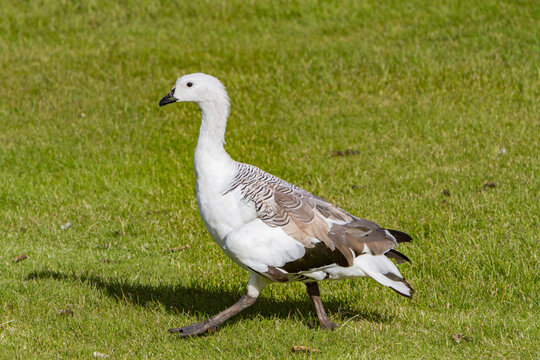 Adult male Magellan goose walks across grass in the Falkland Islands during daylight hours