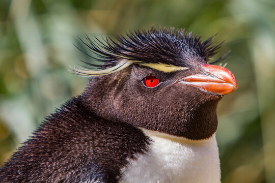 Adult southern rockhopper penguin at breeding colony during molting season in Falkland Islands