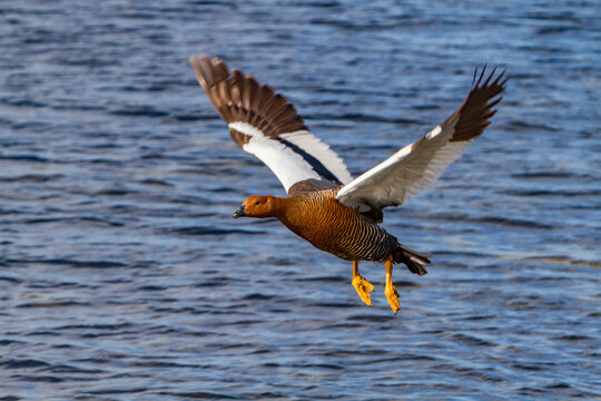 Adult female magellan goose in flight over water in Falkland Islands