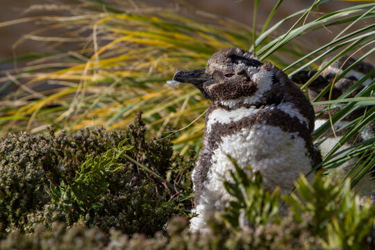 Magellanic penguin molting process in Gypsey Cove on East Island during the day in Falkland Islands