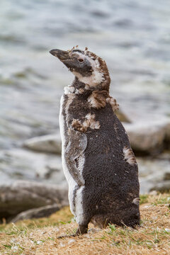 Molting Magellanic penguin observes surroundings in Gypsey Cove, East Island, Falkland Islands