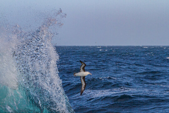 Adult black-browed albatross flying over waves in the Falkland Islands near the South Atlantic Ocean