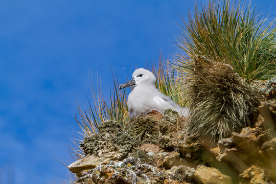 Black-browed albatross chick rests in nest on New Island in Falkland Islands during sunny weather