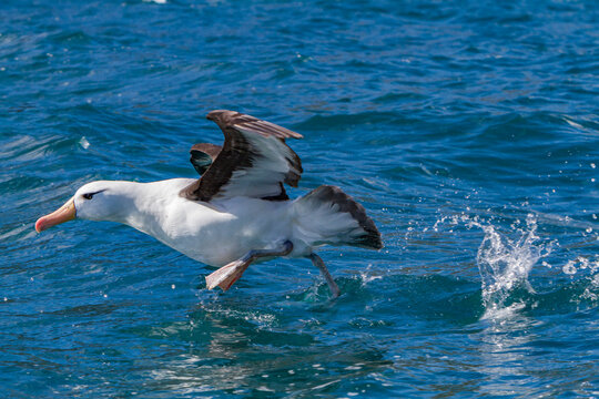 Black-browed albatross takes flight over water in the South Atlantic Ocean
