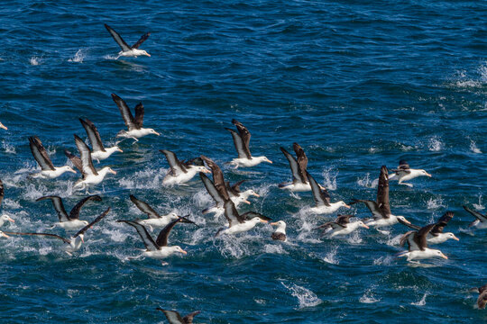 Black-browed albatross takes flight over the ocean waters near Falkland Islands in the South Atlantic