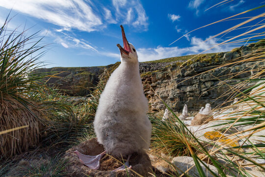 Black-browed albatross chick in nest on New Island in the Falkland Islands under blue sky
