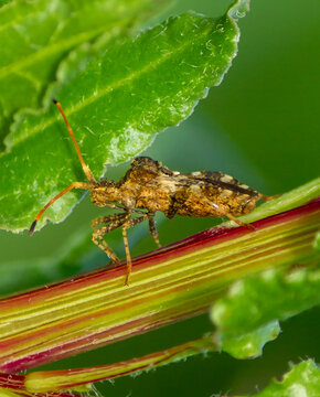 percevejo(Centrocoris variegatus)