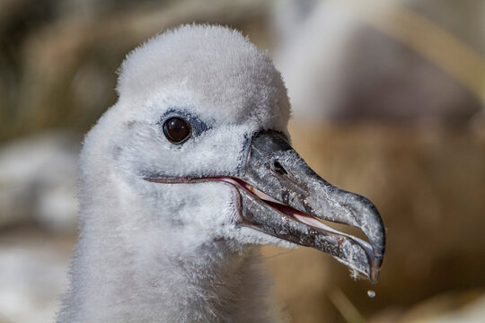 Black-browed albatross chick resting in its nest on New Island in the Falkland Islands during the breeding season