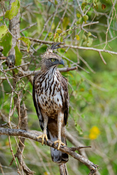Changeable hawk-eagle perches on a tree branch in Sri Lanka near dense foliage