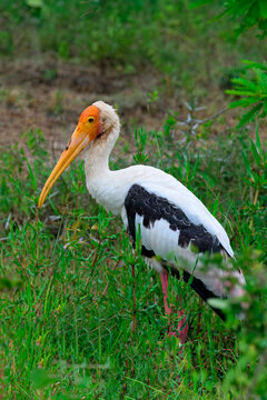 Painted stork foraging in grassland during daylight in a natural habitat in Sri Lanka