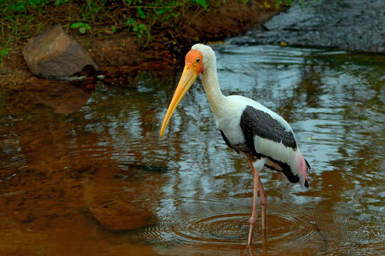 Painted stork walks and fishes in shallow water during the day in Sri Lanka
