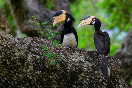 Malabar Pied-Hornbill couple resting on a branch in a forest of Sri Lanka
