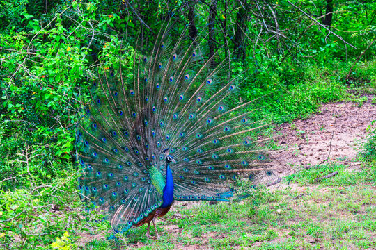 Indian Peafowl displaying feathers during a parade in Sri Lanka wildlife