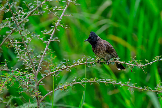 Red-vented Bulbul perched on a branch surrounded by green vegetation in Sri Lanka