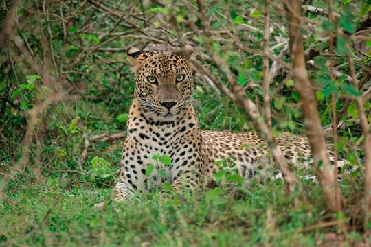 Sri Lankan leopard rests in dense shrubbery during a warm afternoon in its natural habitat