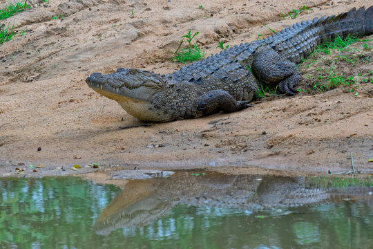 Mugger crocodile rests on a riverbank near water in Sri Lanka showcasing its habitat and characteristics during daytime