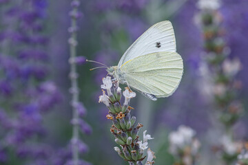 Biały motyl bielinek rzepnik (Pieris rapae) na kwiatach lawendy w letnim ogrodzie. Makrofotografia przyrody przedstawiająca owada zapylającego na fioletowym tle. Symbol spokoju i ekologii. © Henryk Niestrój