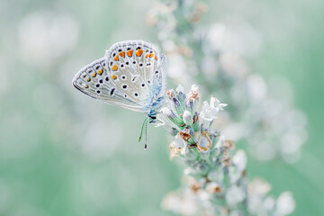 Delikatny motyl modraszek na pędzie białej lawendy. Makrofotografia w jasnej, pastelowej tonacji z miękkim tłem bokeh. Idealne ujęcie przyrody pełne światła, spokoju i subtelności. © Henryk Niestrój