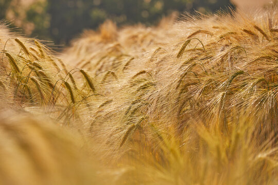 Close-up view of nearly-ripe barley in a field during summer near Teignmouth in Devon, Great Britain